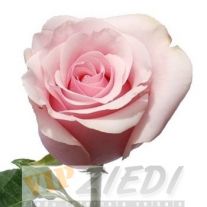 Vidēji garas rozā rozes: 3.50 €